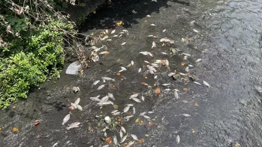新豐鄉茄苳溪發生水汙染毒死大量魚蝦，魚屍至少綿延1、2公里。(圖／新竹縣環保局提供)