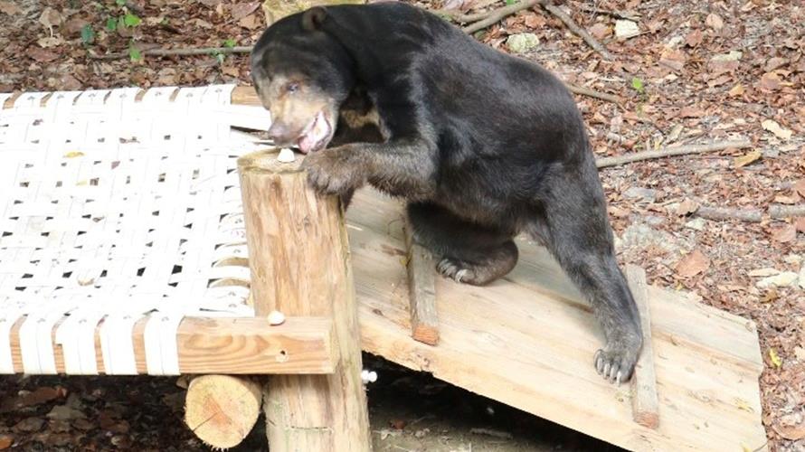 馬來熊「阿梅」走上伸展台覓食。(圖／高雄市觀光局提供)