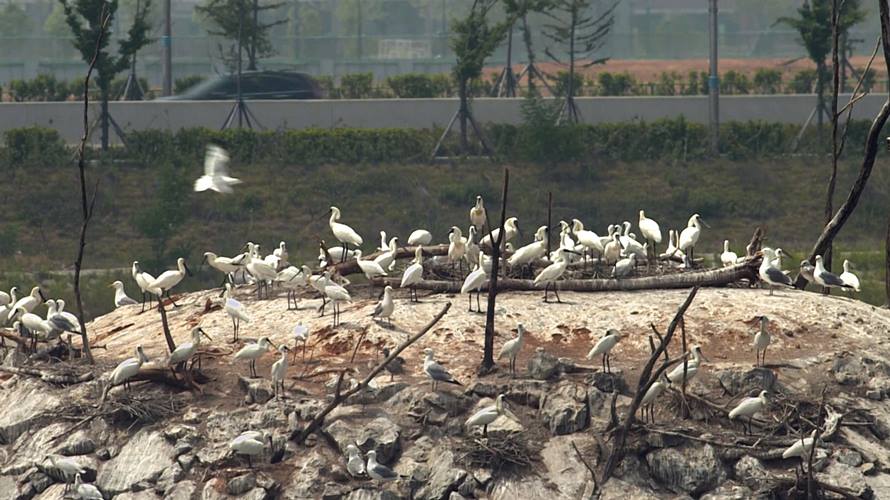 南韓仁川為黑面琵鷺建置新的專屬人工島。（圖／采昌提供）