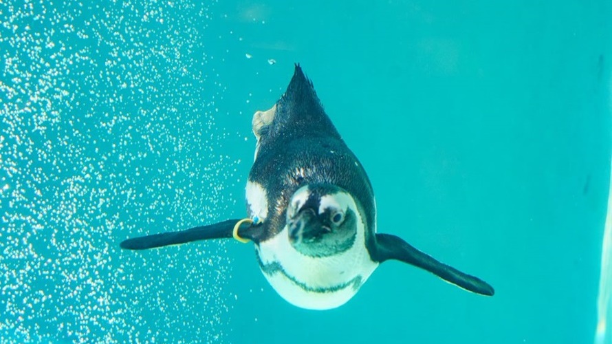 非洲唯一一種黑腳企鵝愛游泳。（圖／北市動物園提供）