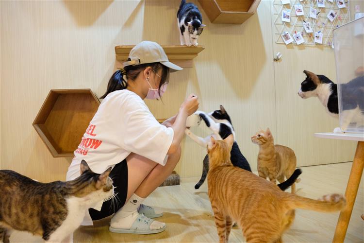 「養一隻貓吧」店內維持30隻待領養的流浪貓，到店內可以與貓咪療癒互動。（圖／業者提供）