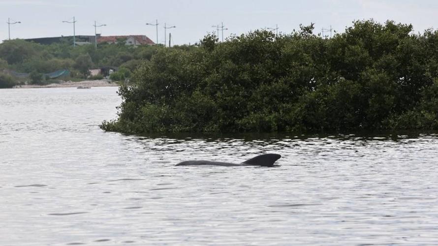 大鵬灣潟湖區，民眾通報發現鯨豚活動的蹤跡。(圖／海保署提供)