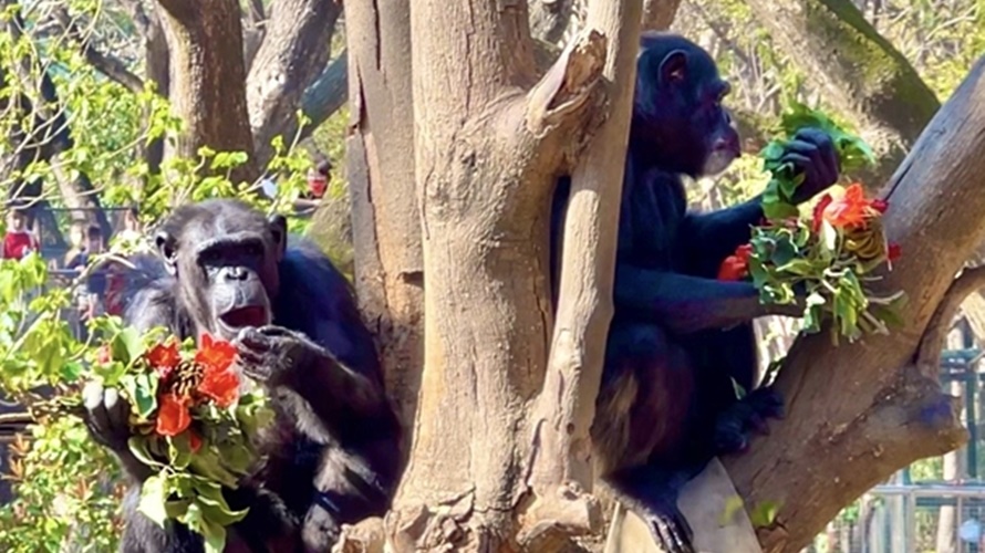 黑猩猩「美珍」和「曼華」在樹梢享用特製火焰木花束。(圖／高雄市觀光局提供)