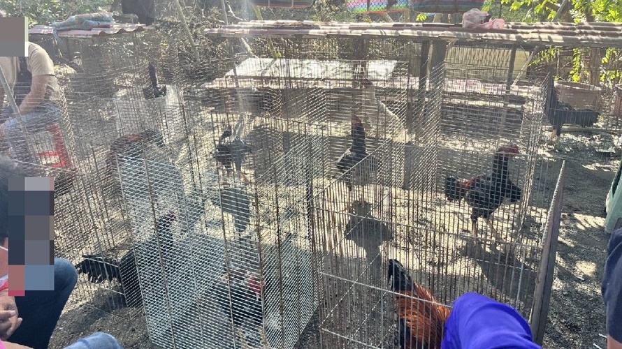 一隻隻鬥雞放在籠子裡。(圖／警方提供)