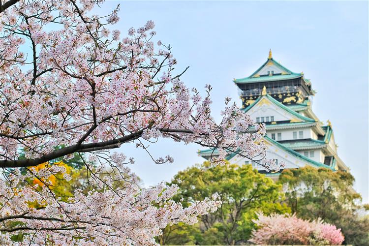 台灣民眾喜愛去日本賞櫻。（圖／pexels）