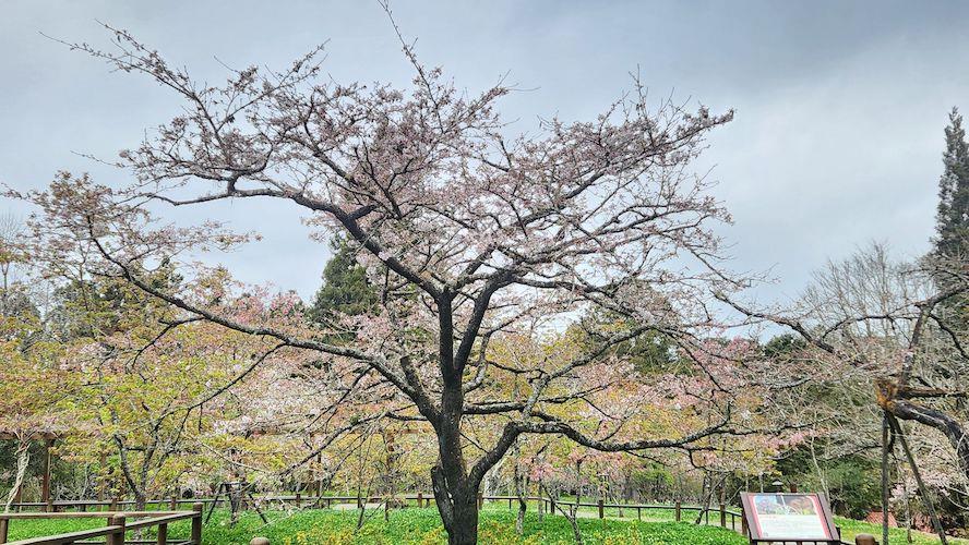 3月10日起阿里山31種櫻花將綻放光彩　假日將管制